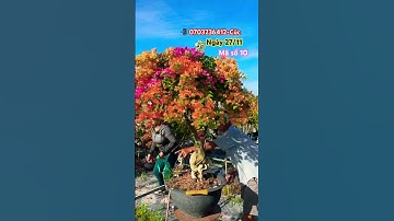 Ngũ sắc thái tàn siêu to siêu VIP…#shortsvideos