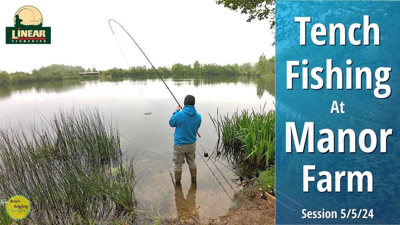 Tench Fishing At Linear Fisheries Manor Farm Tactics & Approach 5
