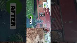Before & After Leaf Cleanup
