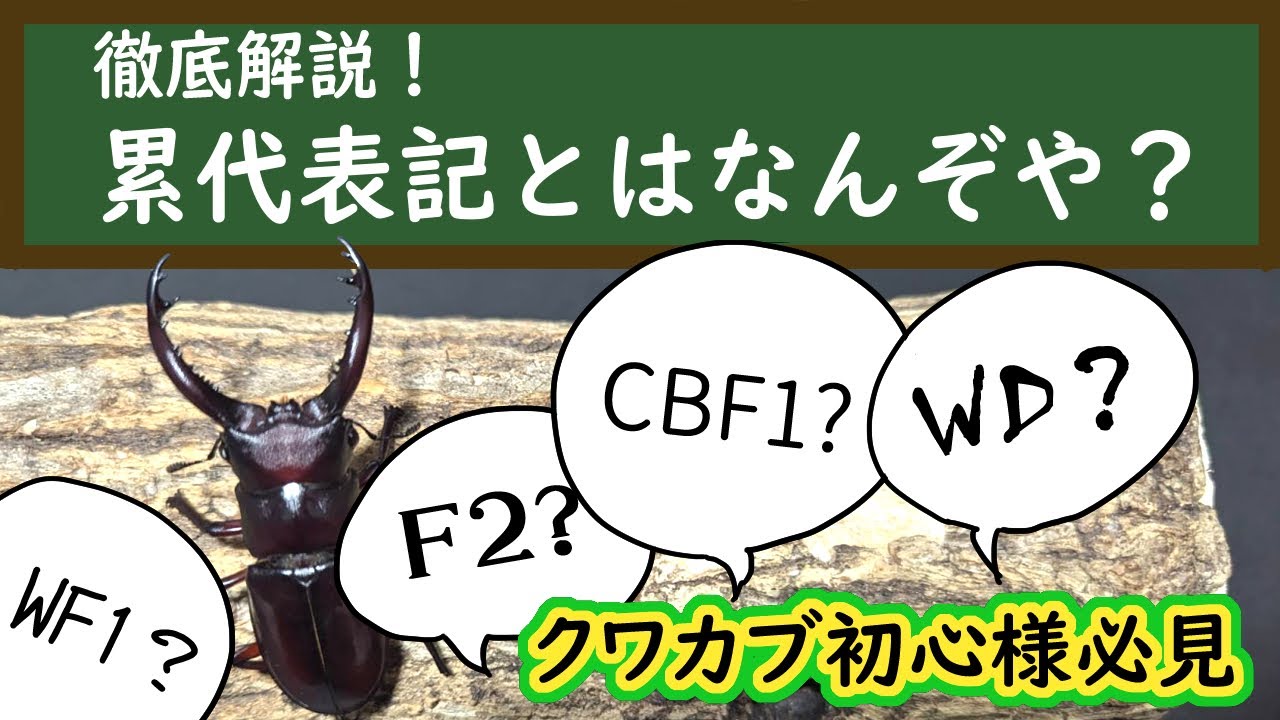 初心者様必見！これを見れば累代表記はわかるようになる動画！【亜雄晴のクワカブ飼育記】