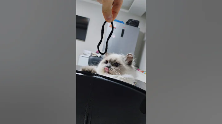 Video 11729221: cat animals kitten cutecat, cat kitten cute animals, beautiful cat