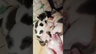 Download Lagu Gemas sekali😻🐾 #shorts MP3