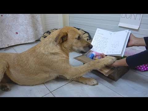 Sad Shelter Dog's Reaction When She Receives Sweet Letter From Adoptive Mom | Howl Of A Dog