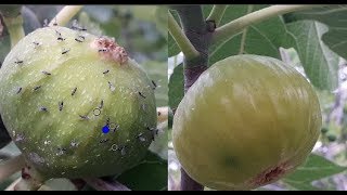 طريقة وكيفية   تلقيح التين .الكرموس  Learn how to vaccinate figs