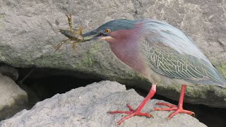 Green Heron  the art of catching and eating crayfish