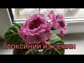 27.01.21.ГЛОКСИНИИ из семян.. первое цветение..