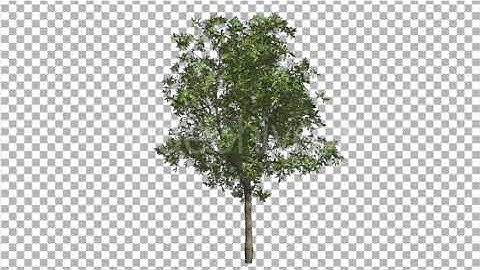 Orange Tree Small Thin Tree Swaying at the Wind | Motion Graphics - Envato elements