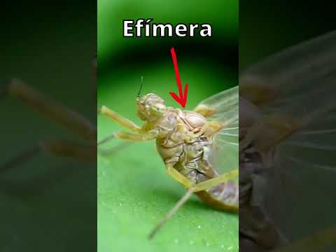 Video: ¿Qué insecto vive más tiempo?