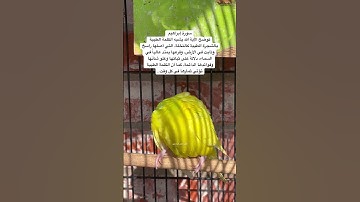 #سورة_إبراهيم #قرآن #المصحف فضل السورة في مربع التعليقات #العراق #طيور #quran #birds #budgies #usa