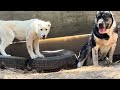 Annoying pups want to play with Jan .