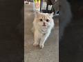 "My cat thinks she owns the house… and she’s right."   · "Kitten chaos: 10% sleep, 90% zoomies"
