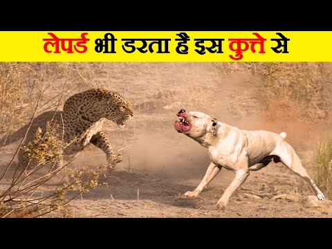 वीडियो: यूके में अपने पिल्ला के साथ लेने के लिए सबसे महाकाव्य Walkies में से 14