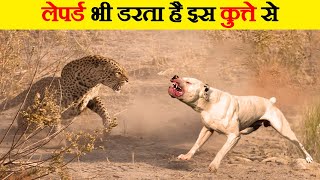 दुनिया के 15 सबसे खतरनाक कुत्ते | Top 15 most dangerous dogs in the world | Dangerous dogs in hindi