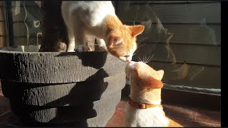 Cat playing with his niece and nephews by Tommy and Family 100 views 2 years ago 2 minutes, 50 seconds