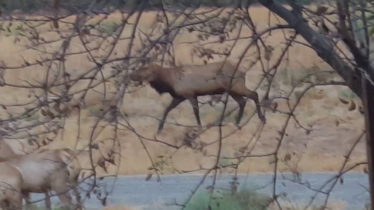 u.s. virgin islands Tule Elk Bugling: San Luis National Wildlife Refuge