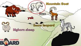 #habitats #animalhomes #mountaineducational video for kids - learn
about different habitats mountain habitatanimals living in the
mountains: goat,...