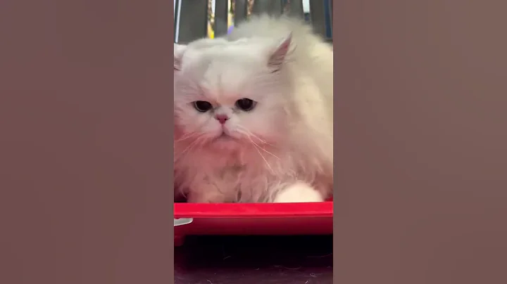 Video 11907431: persian cat