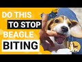 How to Train your Beagle Puppy to Stop Biting