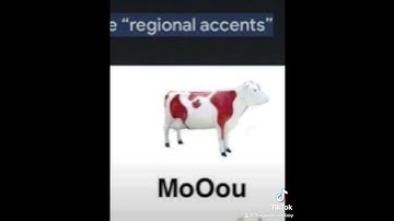 Cows have regional accents?