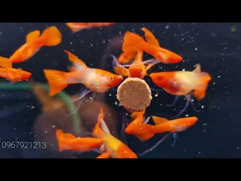 Video Các dòng cá bảy màu sỉ, lẻ - youtube