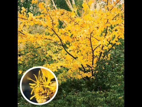 วีดีโอ: Witch Hazel 'Jelena' - เรียนรู้เกี่ยวกับการปลูกพืช Jelena Witch Hazel