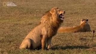 Как смеется лев? Смешное видео с хохочущим львом