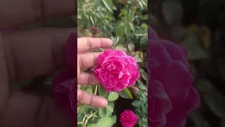 Nattu Rose
