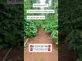 Sakleshpura Property ID 301 #realestate #sale #sakleshpur #sakleshpurarealestate