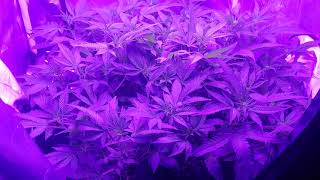 Girl Scout Cookies x Purple Punch clones flower day 10 2x2 tent