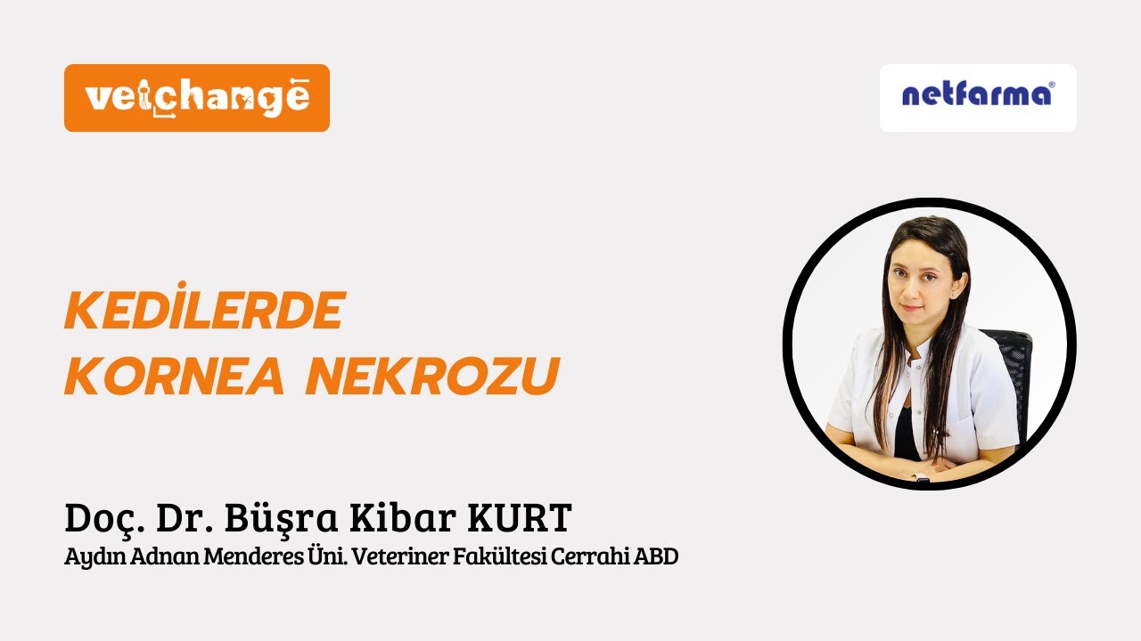Kedilerde Kornea Nekrozu Doç. Dr. Büşra KİBAR KURT