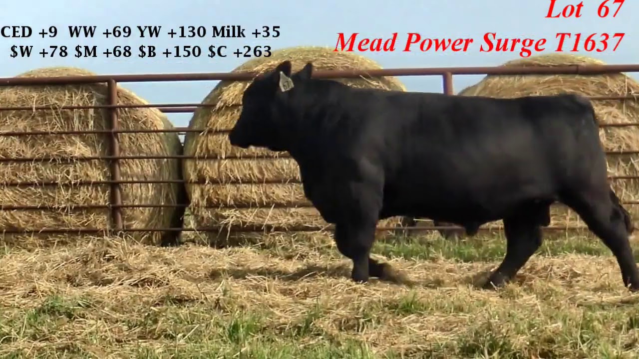 Mead Farms Lot 67 YouTube