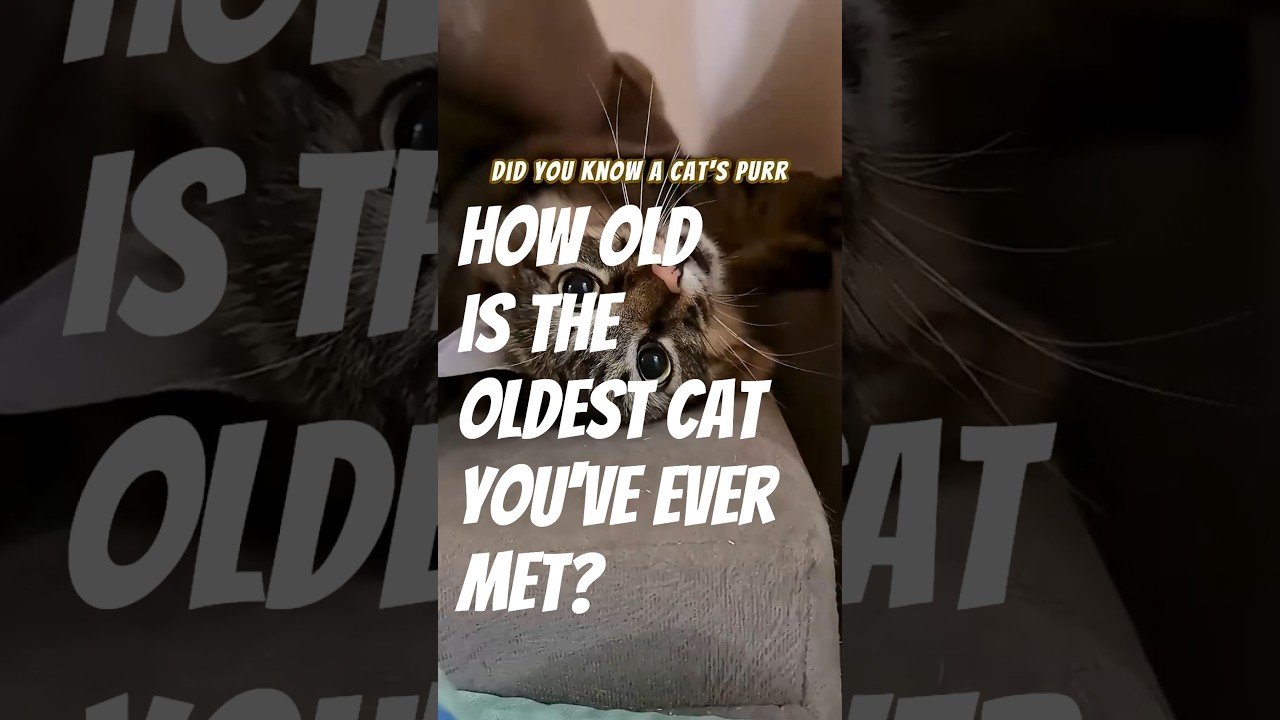 How old is the oldest cat you’ve ever met?  