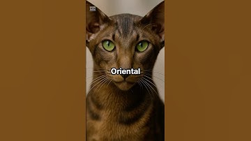 I asked ChatGPT to turn the cat breed to human #animals