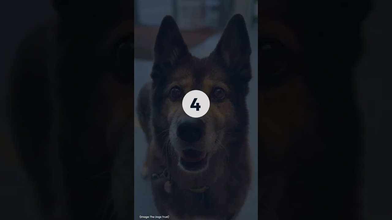 5 Dogs Searching for Forever Homes in Norfolk This Week