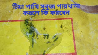 টিয়া পাখি সবুজ পায়খানা করলে তার মেডিসিন