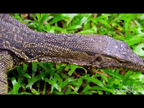 რამდენი იცით ცხოველთა უფლებებზე?