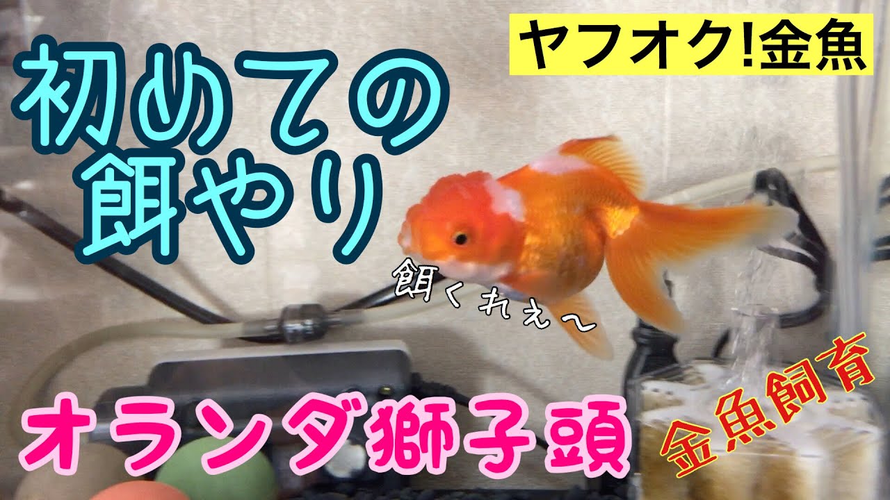 金魚飼育 ヤフオク金魚 初めての餌やり オランダ獅子頭 Youtube