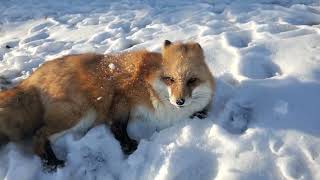What a wonderful kind of day, when DixieDo fox likes to play 🦊