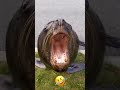 рџ ґГљ ГІa Shorts Funny Thucungvuinhon рџ ґГљ ГІa Shorts Funny Thucungvuinhon