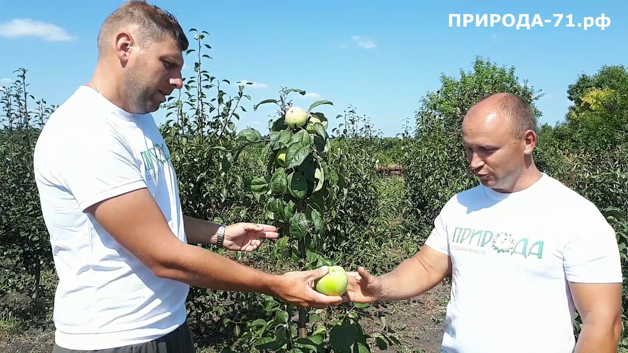 Сорт Яблони Мартовская Фото