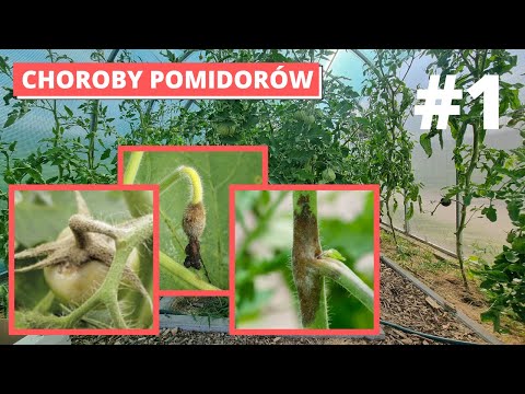 Wideo: Problemy z szarą pleśnią pomidora - porady dotyczące leczenia pomidorów z szarą pleśnią