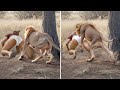 If these animal moments were not filmed no one would have believed them 
