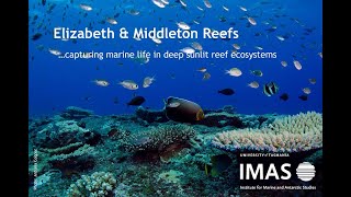 Marine life in Lord Howe Marine Park captured on IMAS BRUV by IMAS - Institute for Marine and Antarctic Studies 270 views 2 years ago 1 minute, 35 seconds