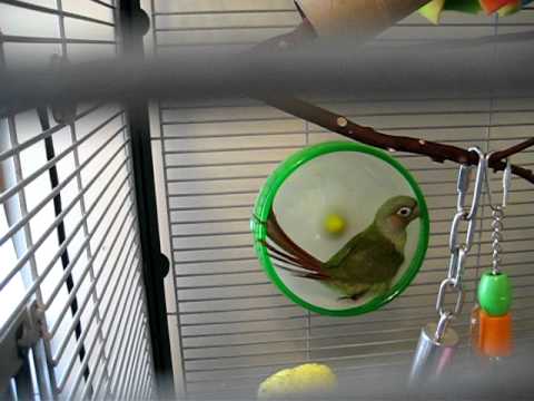 bird puts hamster in wheel