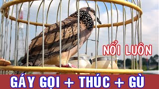 Download Chim Cu Gáy,chim Cu Gáy Thúc ,chim Cu Gáy Gọi Kích Bổi Nhanh Nổi,chim Cu Gáy Cự Video MP3 Chim Cu Gáy,chim Cu Gáy Thúc ,chim Cu Gáy Gọi Kích Bổi Nhanh Nổi,chim Cu Gáy Cự