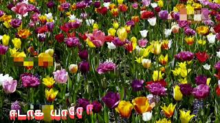 பாத கொலுசு பாட்டு பாடி வரும் lyrics விடியோ