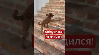 🐶 Где выход?