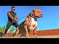 14 Most Aggressive Guard Dogs in the World の動画、YouTube動画。