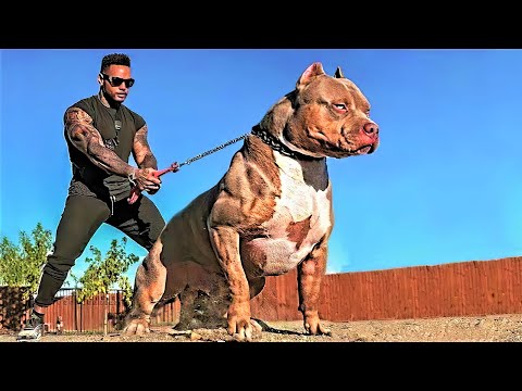 14 Most Aggressive Guard Dogs in the World