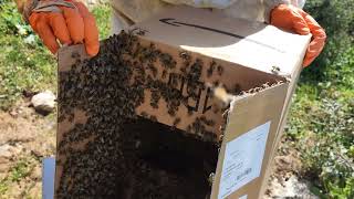 Catching a Swarming Beekeeper Buzz